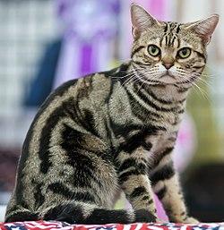 American Shorthair Cats: The All-American Family Cat