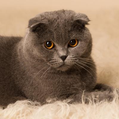 Scottish Fold Cats: Adorable with Unique Ears