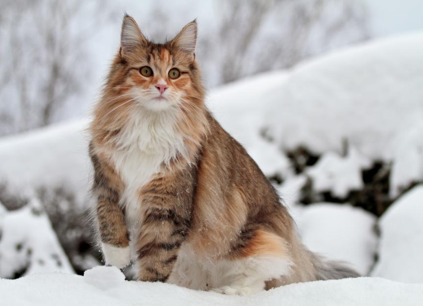 Norwegian Forest Cats: Mythical Companions from the North