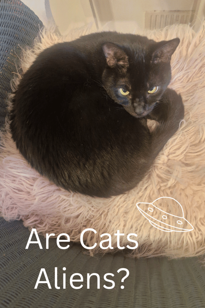 “Black cat staring like an alien – proof cats are aliens”