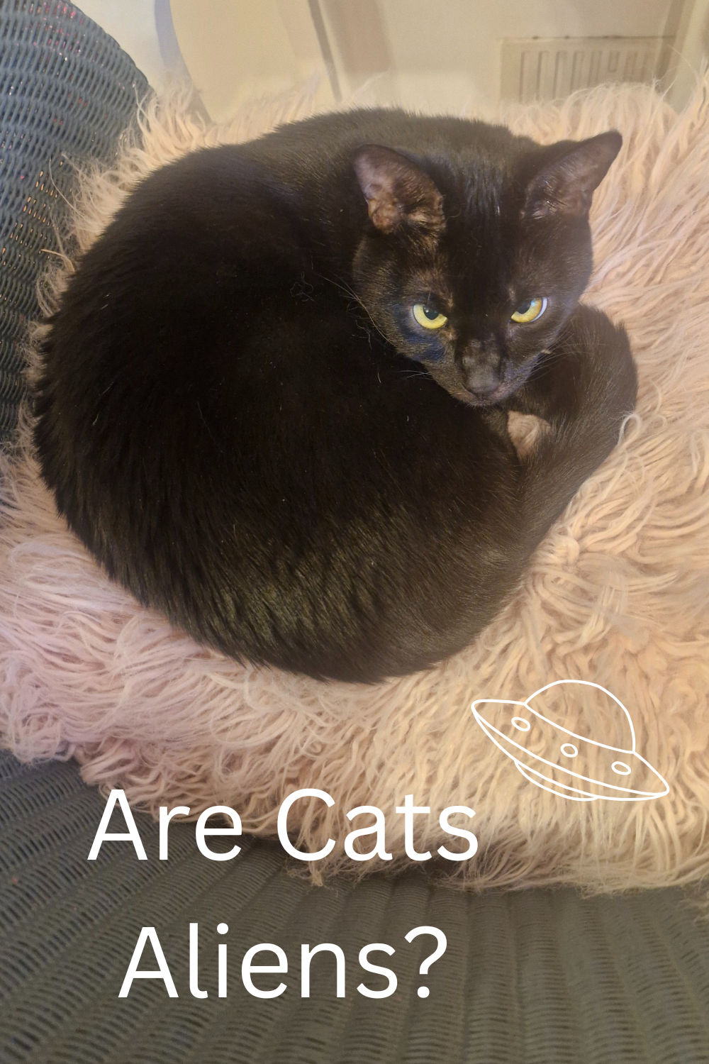 “Black cat staring like an alien – proof cats are aliens”