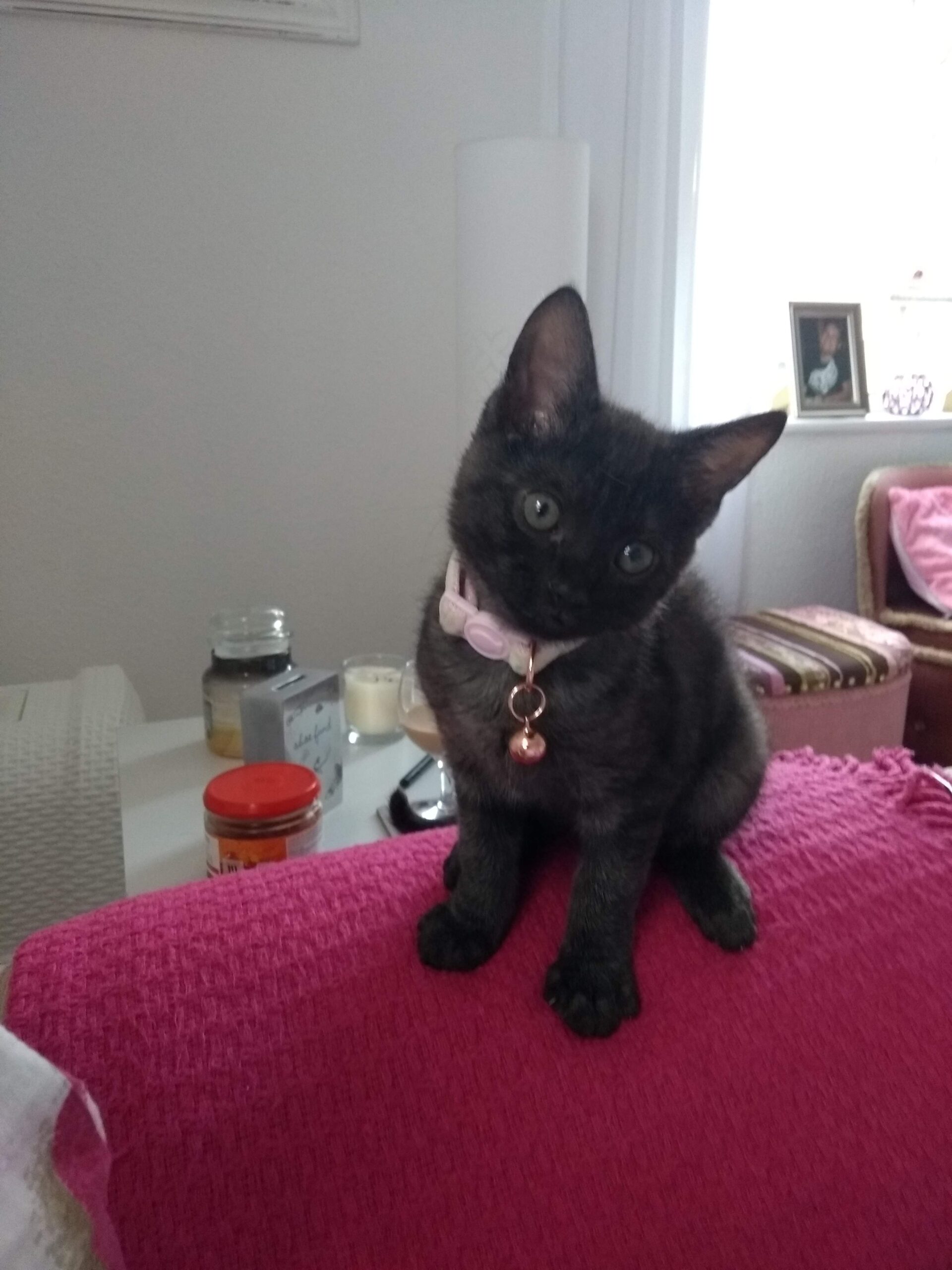 “Twilight the rescue kitten resting comfortably — part of a heartwarming rescue kitten story.”
