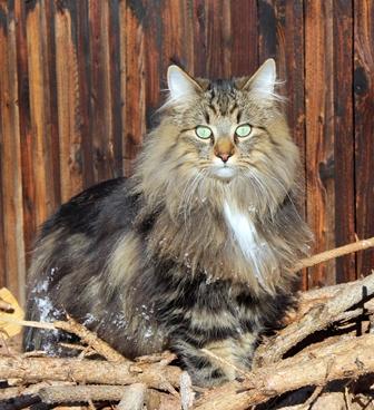 Norwegian Forest Cats: Mythical Companions from the North