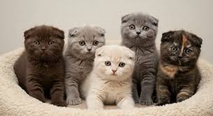 Group of adorable Scottish Fold kittens with folded ears sitting together in a cozy bed โ perfect example for Scottish Fold cats and breed guides.