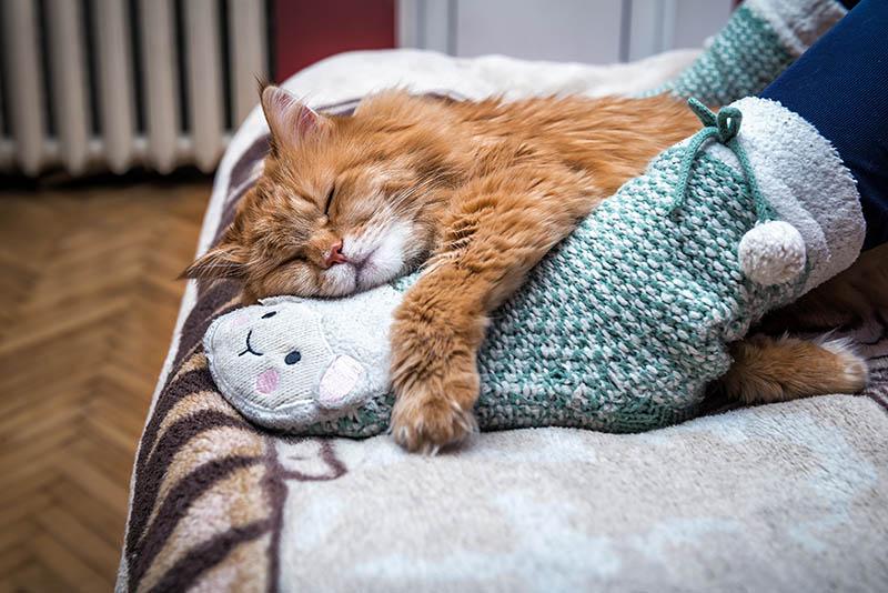 What Your Catโs Favorite Sleeping Spot Says About Them