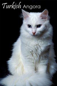 Turkish Angora Cats: Graceful, Silky, and Spirited