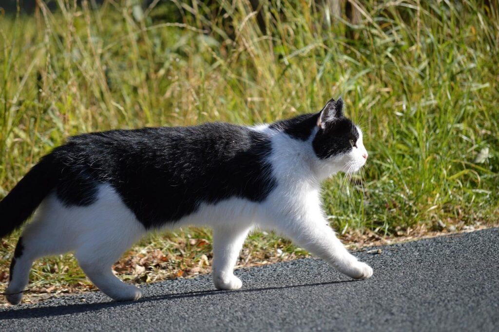 If Cats Ran the World: Laws, Taxes, and Mandatory Nap Time