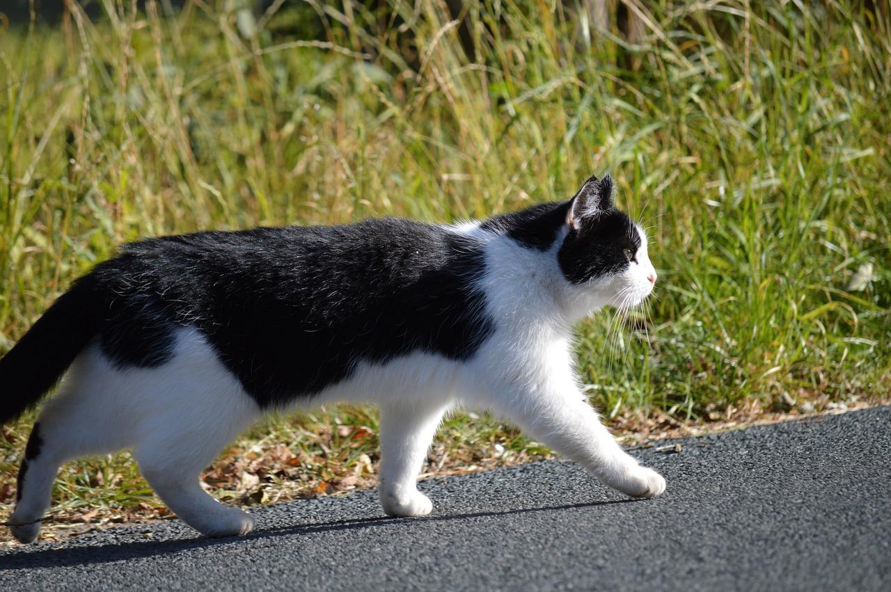 If Cats Ran the World: Laws, Taxes, and Mandatory Nap Time