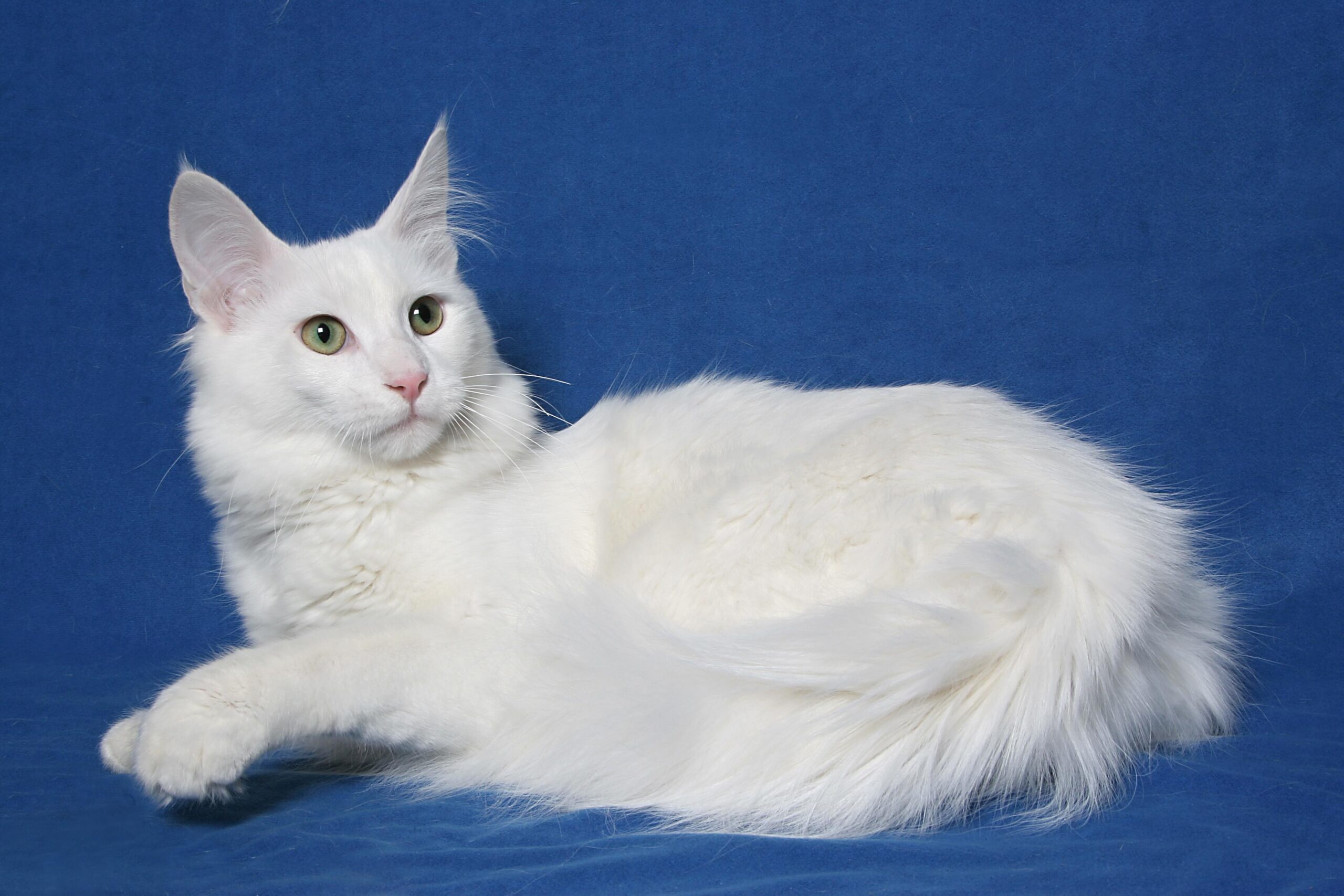 Turkish Angora Cats: Graceful, Silky, and Spirited