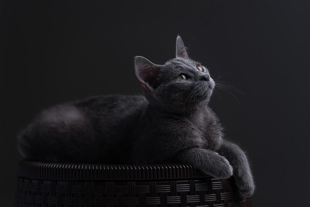 Russian Blue Cats: Elegant, Gentle, and Hypoallergenic