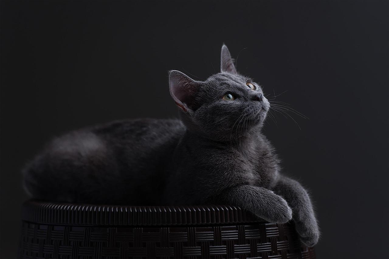 Russian Blue Cats: Elegant, Gentle, and Hypoallergenic