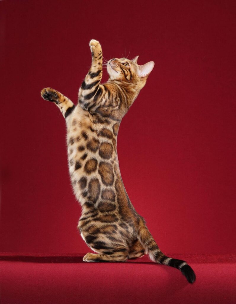 Bengal Cats: The Wild Beauty in Your Living Room