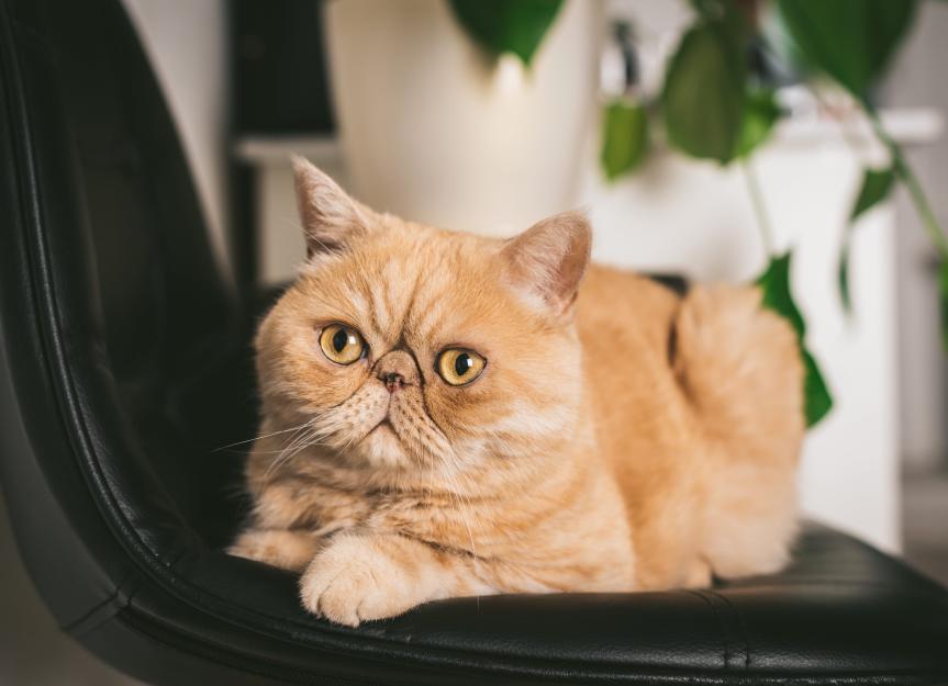 Exotic Shorthair Cats: Persians with a Plush Twist