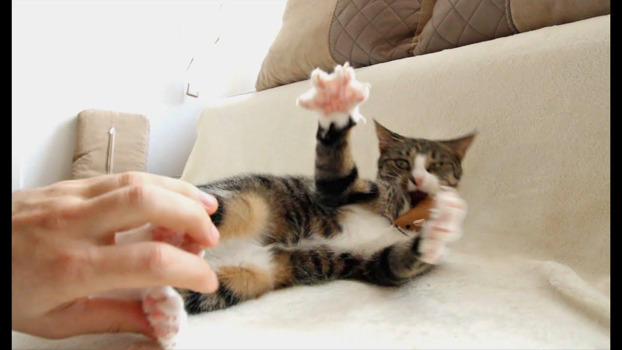 Are Cats Ticklish? The Curious Truth About Kitty Giggles