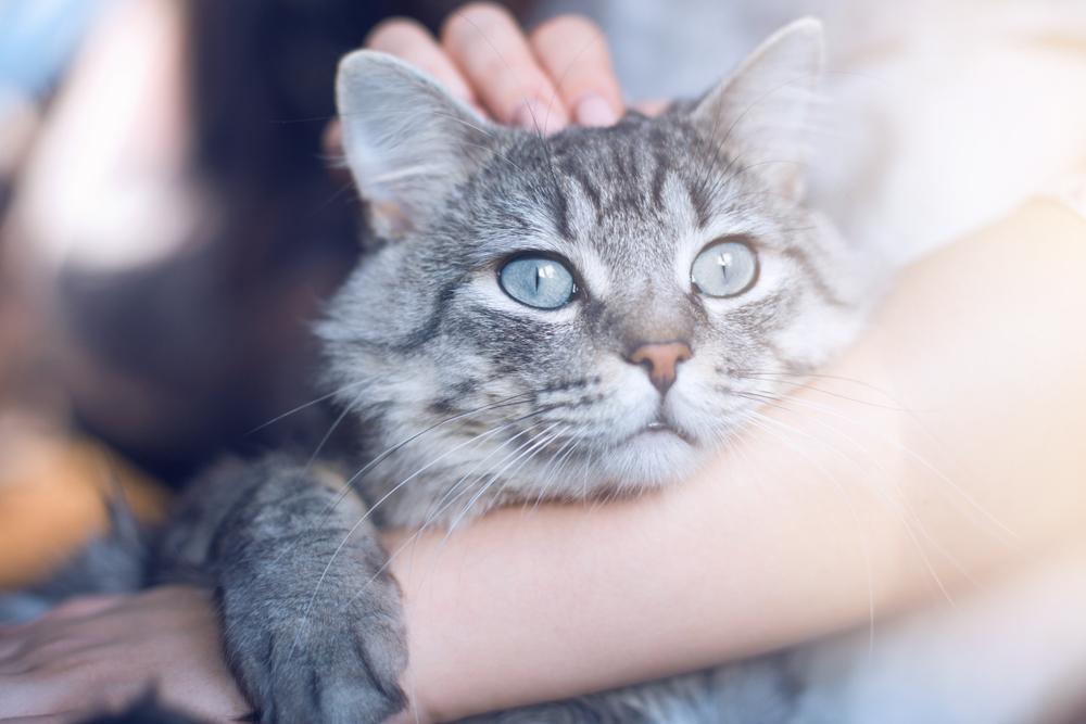 Person cuddling a grey tabby cat with blue eyes โ showing how cats choose their favorite human.
