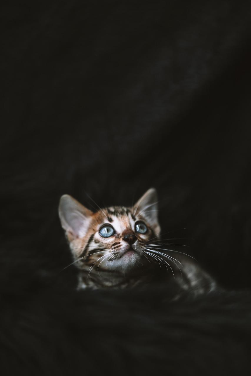 Bengal Cats: The Wild Beauty in Your Living Room