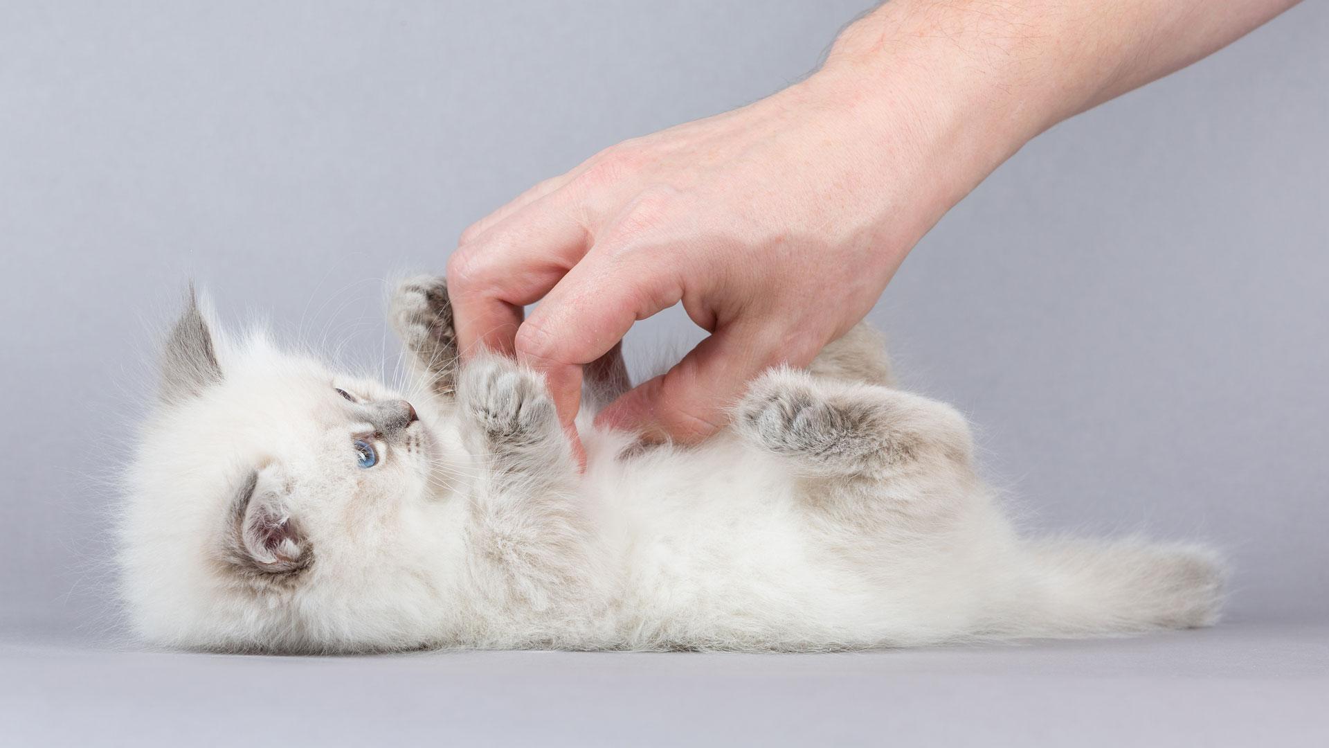 Are Cats Ticklish? The Curious Truth About Kitty Giggles