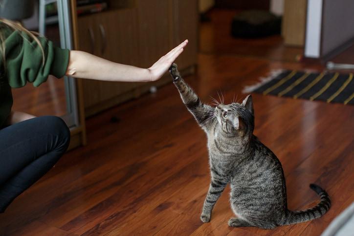How Cats Choose Their Favorite Human (and Why It’s Probably Not You)