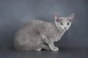 Calm Russian Blue cat showing hypoallergenic coat