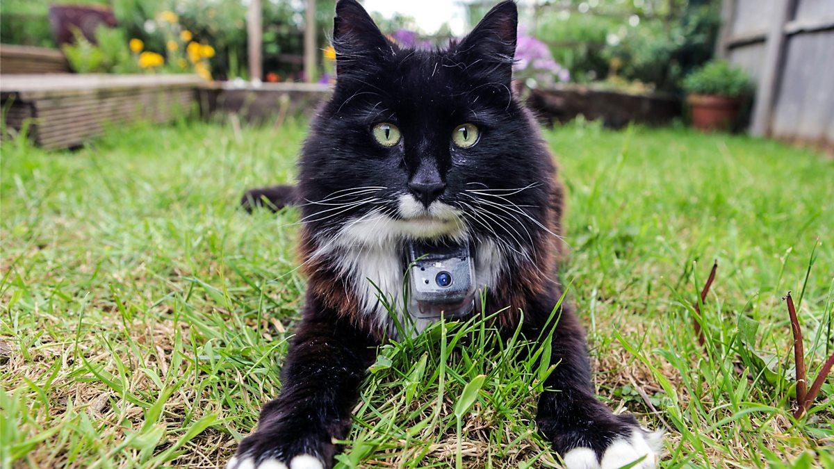 The Secret Life of Cats: What They Really Do When You're Not Home