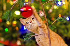 Orange cat playing with a red Christmas ornament on a decorated Christmas tree – showing why cats love Christmas trees.