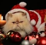 Cat wearing a Santa hat sitting beside a Christmas tree surrounded by presents — the perfect example of a cat approved Christmas.