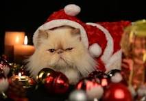 Cat wearing a Santa hat sitting beside a Christmas tree surrounded by presents — the perfect example of a cat approved Christmas.