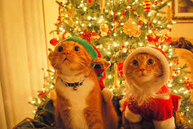 Two cats wearing Christmas hats sitting by a decorated Christmas tree – festive cat Christmas gifts photo.
