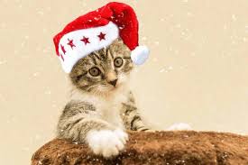 “Why cats think Christmas is all about them — adorable Christmas cat wearing a Santa hat looking smug and festive under falling snow.”