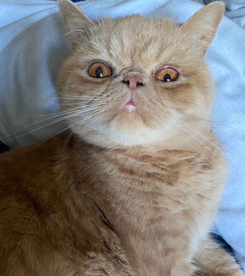 Exotic Shorthair Cats: Persians with a Plush Twist