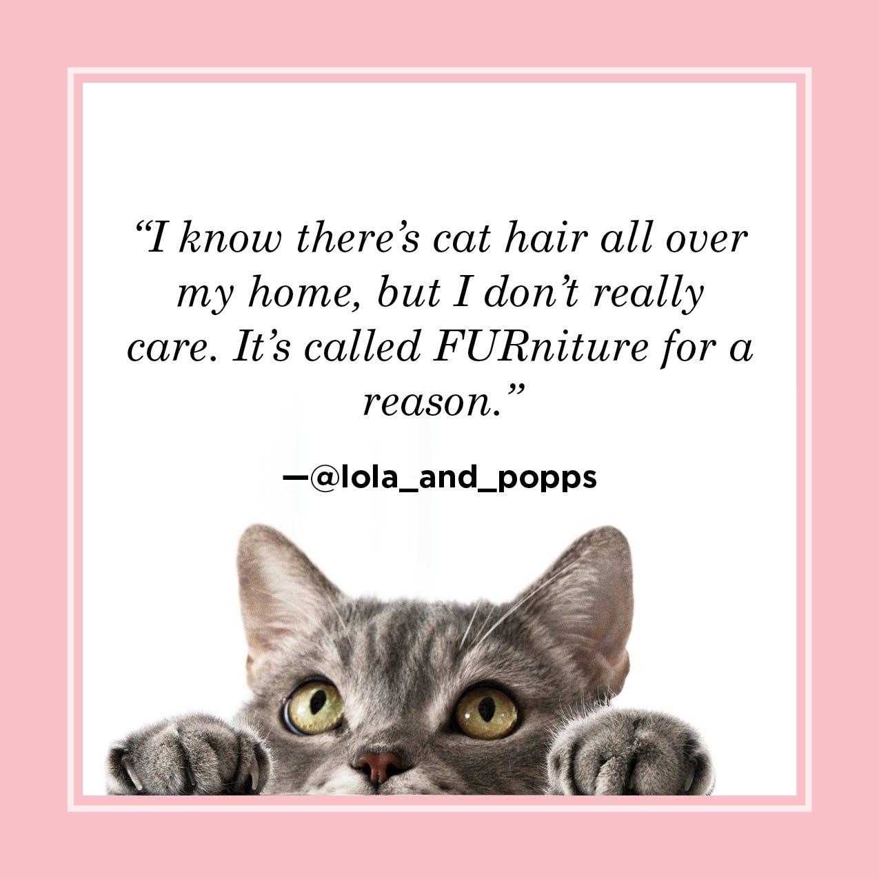 Funny cat quotes image with a gray tabby peeking over the edge and text that says “I know there’s cat hair all over my home, but I don’t really care. It’s called FURniture for a reason.” That covers: