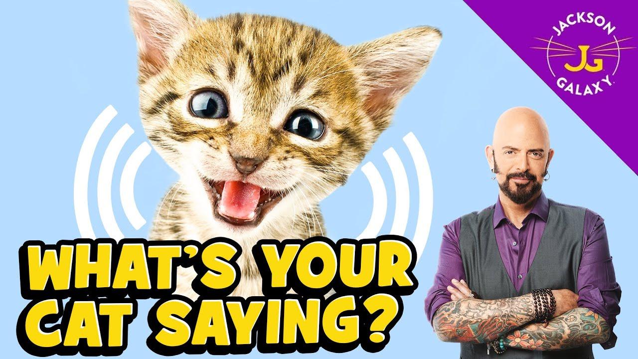 Decoding Cat Sounds: What a “Mrrow” Really Means