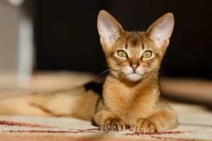 Abyssinian cats posing with their signature playful and elegant look