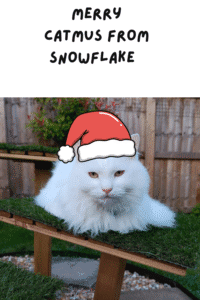 Snowflake the white fluffy cat wearing a Santa hat for the Merry Catmas WhiskerNest Christmas cat blog wrap-up.