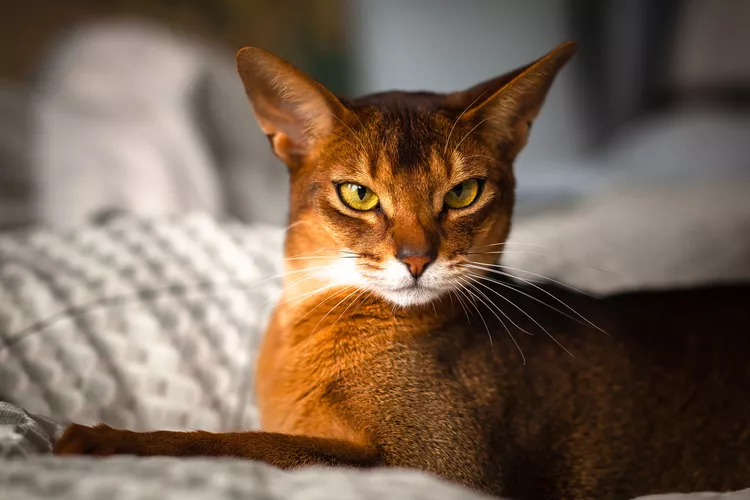 Abyssinian cat with a rich reddish-brown ticked coat looking alert on a cosy blanket.