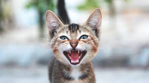 Adorable tabby kitten meowing with mouth open – illustrating cat sounds and communication for blog post about decoding cat sounds.