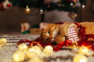 cat behavior at Christmas — cat inspecting Christmas decorations